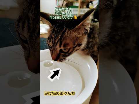 かわいい子猫のヒゲ　#三毛猫#cutecat #猫のいる暮らし #子猫