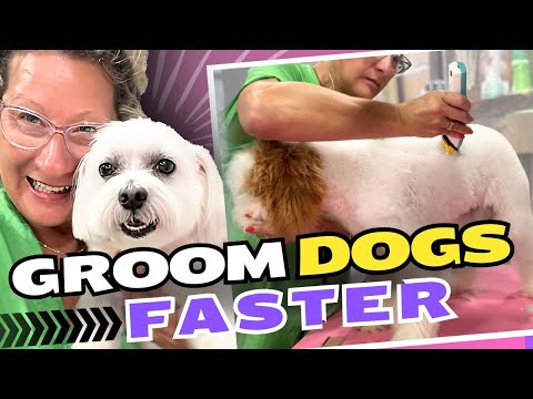 Secret to Grooming Dogs Faster⚡️