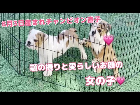 #ブルドッグ子犬#ブルドッグ子犬ブリーダー＃イーストジャパン小山#507『ブルドッグ子犬紹介♥』