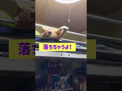 天才猫ひじき復活！