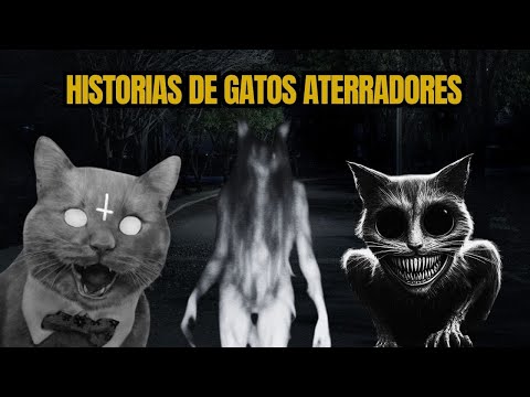 Gatos actuando como humanos. Historias perturbadoras.