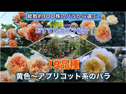 【総数約100株のバラから選ぶ！】おすすめのバラ19品種！（黄色〜アプリコット系のバラ編）