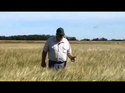 Best Envirotech - Ed Persley, Barley Crop