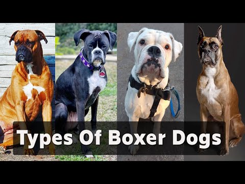 7 Different types of boxer dogs - Which is Perfect for You? (2023)