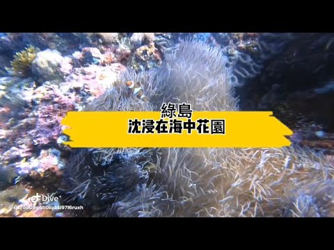 【綠島】沈溺在海中花園