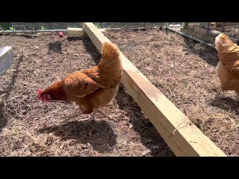 The best egg laying chicken! (golden comets)