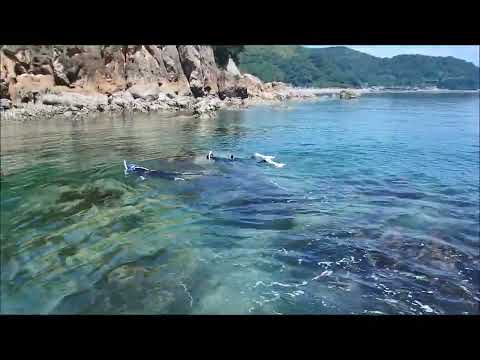 アワサンゴ シュノーケリング①2024.8.3(山口県周防大島町「地家室海域公園」)