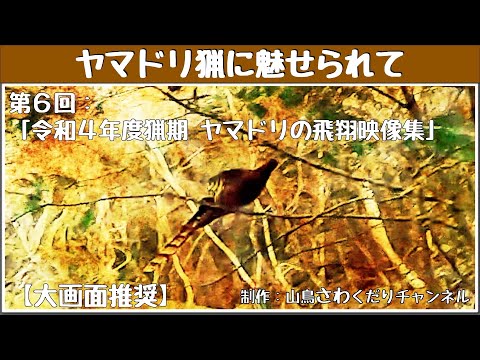 ヤマドリ猟に魅せられて 第6回 令和4年度猟期 ヤマドリの飛翔映像 総集編(山鳥猟) Copper Pheasant hunting