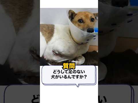 【質問】どうして足のない犬がいる？