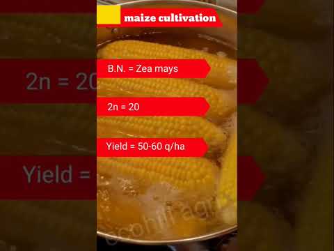 Cultivation of maize #agriculture #cultivation