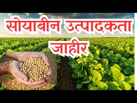 सोयाबीनची हेक्टरी उत्पादकता जाहीर || Soybean msp procurement