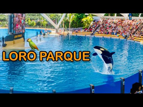 LORO PARQUE (PARK) Tenerife - BEST ORCA AND DOLPHINS SHOW #travel #show #orca #dolphin #top #family