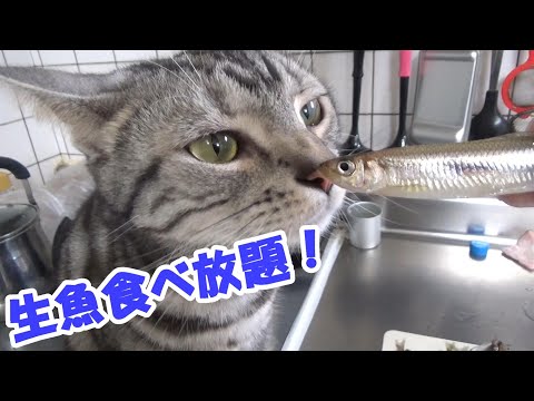 生魚食べ放題！ワカサギ大漁だー（アメリカンショートヘア）