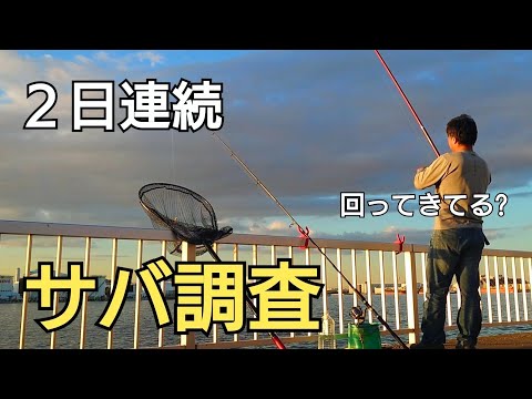 海釣りハイシーズンの秋も終盤を迎えてる今、外房では釣れてるサバ、東京湾奥でも釣れるのか?2日連続でサバ調査