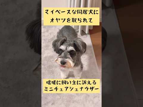 同居犬にオヤツを取られて咄嗟に飼い主に訴える姿が可愛いミニチュアシュナウザー #shorts #シュナウザー #ミニチュアシュナウザー #犬のいる暮らし #schnauzer