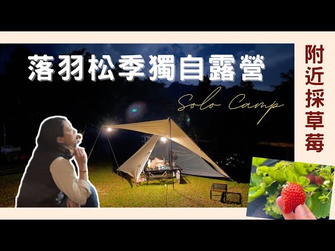 【Solo Camp】女子單人露營｜獨自露營採草莓去｜落羽松紅了｜專屬私廚大口吃肉