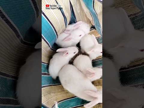 খরগোশ baby🐇 #খরগোশ #বাচ্চা #trending #shortvideo #youtube #vairal #video#খরগোশপালন