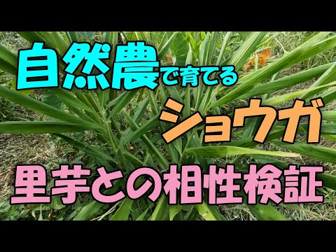 【ショウガ】自然農で育てるショウガ　コンパニオンプランツ