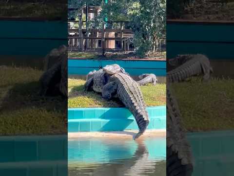 Riding on the back of Lyle the Nile Crocodile!  #gatorland #lylethenilecrocodile #shorts