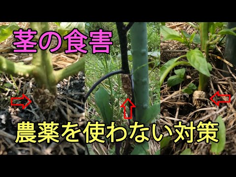 【食害】茎の食害対策