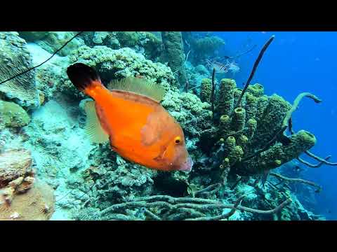 Scuba diving in the Caribbean 2021  77 dives 2 hour underwater relaxation video in 4k