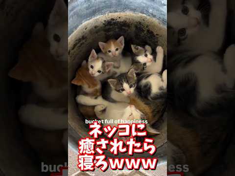 ネッコの動画で癒されたら寝ろｗｗｗ　#2ch #2chまとめ 動物スレ #2ch面白いスレ #動物 #犬 #猫 #癒やし #ねこ動画