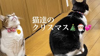 【クリスマスプレゼント🎁】愛猫にクリスマスが来ました🎄🎅🏼💞