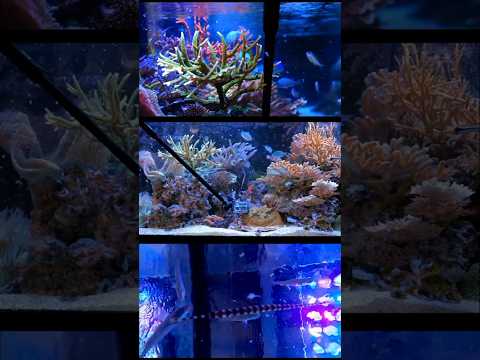 Viewing the feeding from the bottom of aquarium #aquarium #marinelife #fish #reeftank