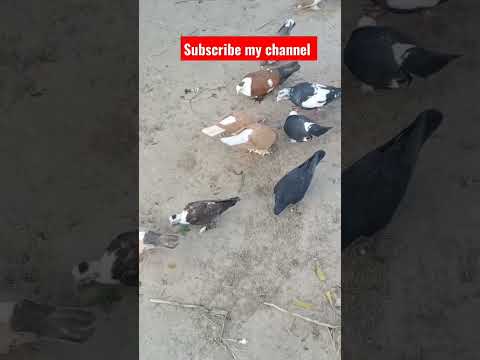 Beautiful Pigeon #beautiful #kabootar #sadstatus #lovestatus#pigeonstatus#funny#whatsappstatus#love