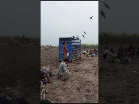 kabootar race in South Punjab//Big pigeon competition#pigeon#bird#beautiful@jamshado1