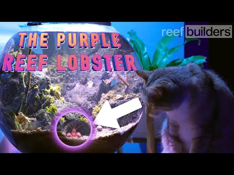 Keeping a Beautiful Purple Lobster In A 9 Gallon Nano Reef Bowl