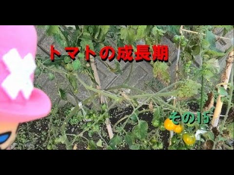 トマトの成長期(第17週目）