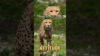 Your Attitude contain...#attitudestatus #newviralattitudestatus #viralshorts#aloneboyattitudestatus