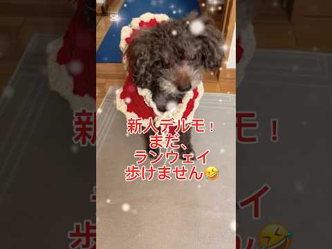 愛犬にサンコス編んでみた❣️まんざらじゃない様子でポーズしてくれた🤣#50代 #いぬのいる生活 #ペット #ハンドメイド #トイプードル #編み物 #クリスマス