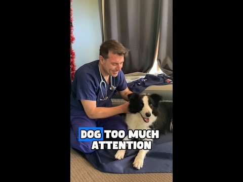 Giving your dog too much attention?