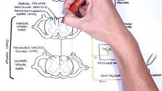 Sensory Tracts - Dorsal Column (Medial lemniscus) Pathway