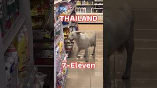 THAILAND 7-Eleven 🐶🇹🇭