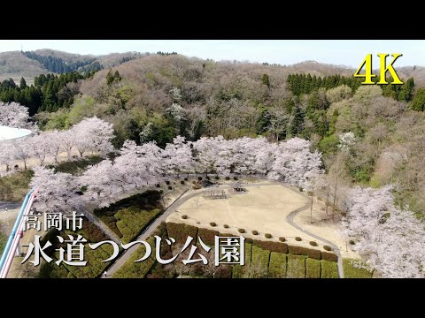 【4K】水道つつじ公園の桜　4Kで魅せる富山の桜2022