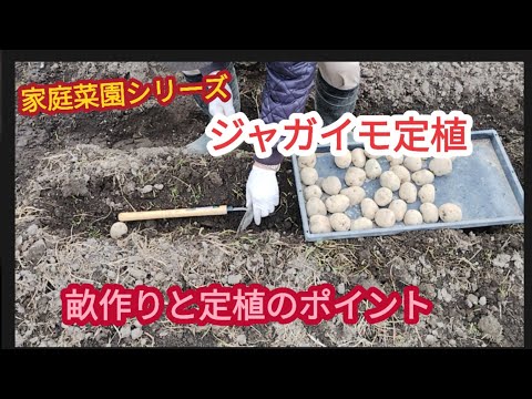 【ジャガイモの定植】畝と定植にヒントがあるかも！【家庭菜園シリーズ】