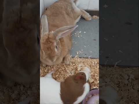 Cute buddies. #guineapigs #rabbits #animals #宠物 #豚鼠 #兔子