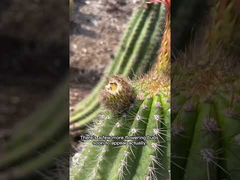 Echinopsis in Bloom