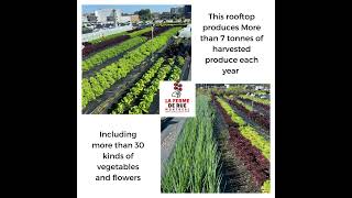 Check Out This Amazing Organic Rooftop Garden!