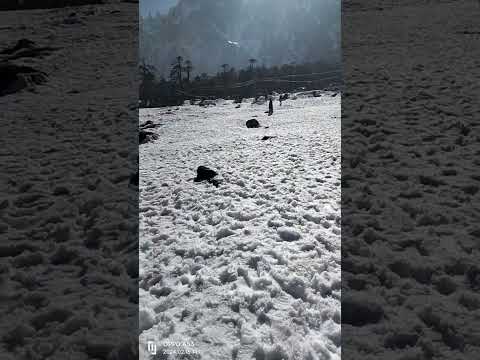 Sikkim /Gangtok /zero point /snow fall #shorts