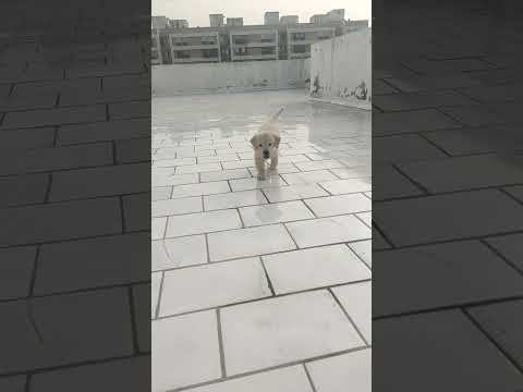 Dog running video / Dog short video #shorts #dog #puppy