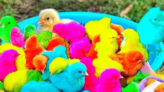 Tangkap Ayam lucu,Ayam warna warni ,Ayam Rainbow,Ayam,marmut, Dunia hewan lucu Gokil part 63