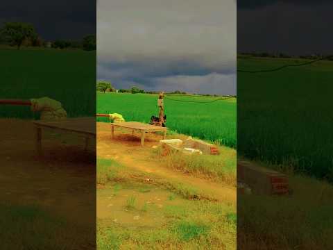 Khet #trendingshorts #farming #farmerslife #viralshort #youtubeshorts #nature #shorts