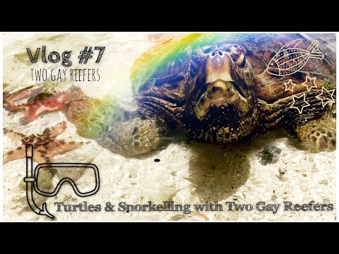 Sea Turtles & Snorkelling with Two Gay Reefers