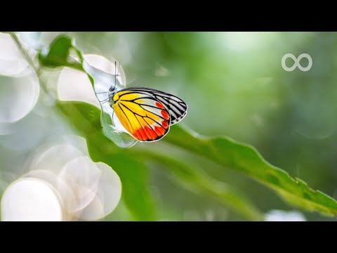 Beautiful Piano Music - Relaxing Music, Study Music, Stress Relief, Sleep Music (Gianna)