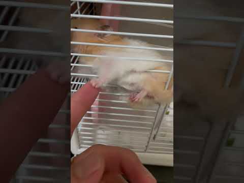 Holding hands with a hamster is so shy #cutepets #pet #petlife #shorts