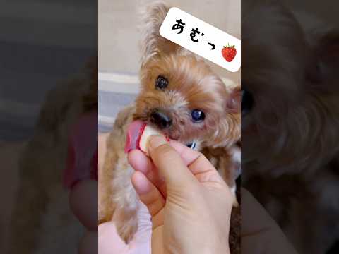 おやつ食べる時の顔がたまらん🐶💕🐶